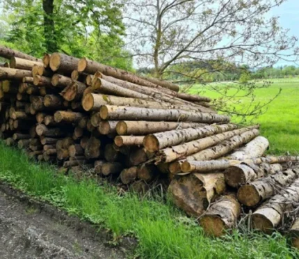 PEFC-zertifizierte Fichtenstämme pro LKW-Ladung – 60 m³
